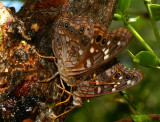 Empress Leilias Feeding