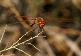 Varigated Meadowhawk