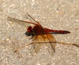 Red Rock Skimmer