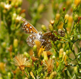 Mormon Metalmark
