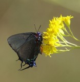 Great Blue  Hairstreak