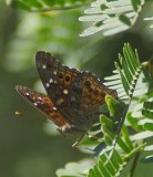 Hackberry Emperor aa.jpg