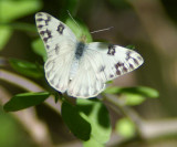 Checkered White