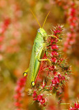 Green Bird Grasshopper