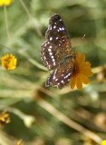 Texan Crescent