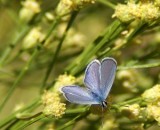 Marine Blue