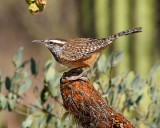 Cactus Wren