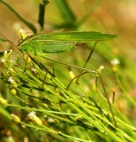 Fork-tailed Bush Kaytdid