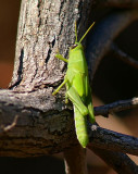 Grey Bird Nymph