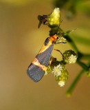 Thin-banded Lichen Moth