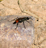 Digger Wasp