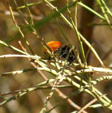 Velvet Ant