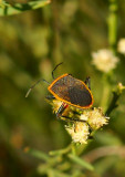 Bordered Plant Bug