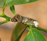 Giant Swallowtail Caterpillar