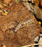 Queen Caterpillar