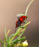 Large Milkweed Bug