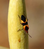 Large Milkweed Bug