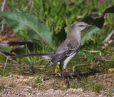Northern Mockingbird