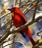 Summer Tanager