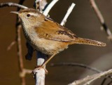 Marsh Wren