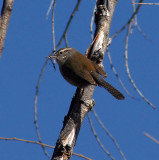 Bewicks Wren