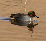 Green-winged Teal