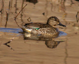 Female Green-winged Teal