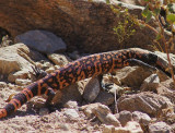 Gila Monster