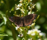Golden-headed Scallopwing
