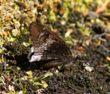 Desert Cloudywing