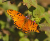 Gulf Fritillary