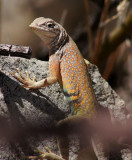 DSC04827c.jpg