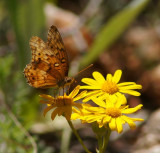 Variegated Fritillary