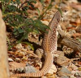 Desert Iguana