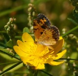 Pearl Crescent