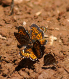 Eleda Checkerspot