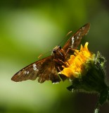 Dull Firetip