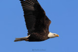 Bald Eagle In Flight