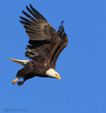 Bald Eagle Launch