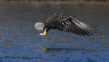 Eagle With Fish