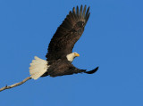 Baldy Eagle Launch