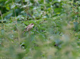 Bosrietzanger - Marsh Warbler