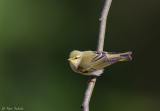 Fluiter - Wood Warbler