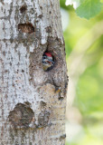 Grote Bonte Specht - Great Spotted Woodpecker