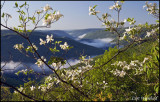 Pine Creek Vista with wild azalea.