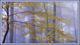 Autumn mist