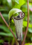 Jack-in-pulpit