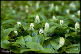 Canada Mayflower