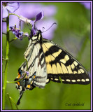 Tiger Swallowtail