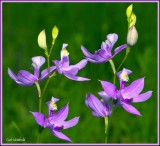Calopodon orchid